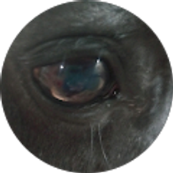 Profile photo of Teddi