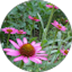 Profile photo of Jane Price