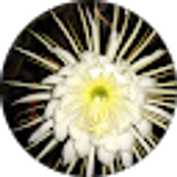 Profile photo of Elaine