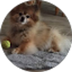 Profile photo of Anne S Donato