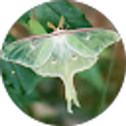 Profile photo of Diane Ruminski