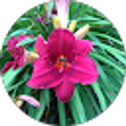 Profile photo of Melanie Harris