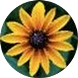 Profile photo of Rashel Cal