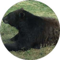 Profile photo of Koda bear 88