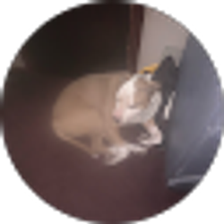 Profile photo of Davidson Siefker