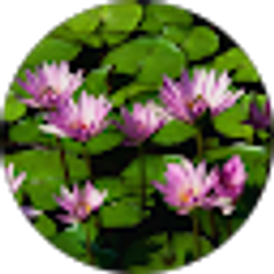 Profile photo of Poliane Almeida