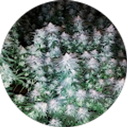 Profile photo of Golden Hempire