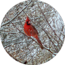 Profile photo of Robin Reed