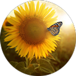 Profile photo of Digna velez