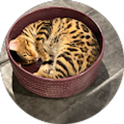 Profile photo of S “Gucci the bengal” Wells