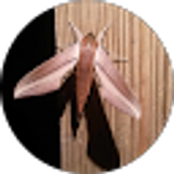 Profile photo of C L R (Pyro)