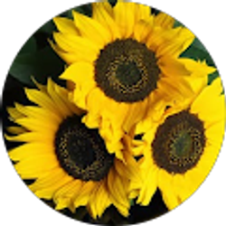 Profile photo of Ann Hobbs