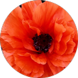 Profile photo of Carol Sours