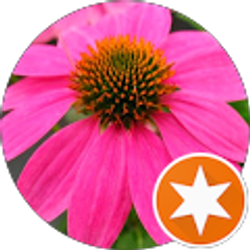 Profile photo of Nicole Shafer