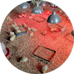 Profile photo of Rachael Shoue