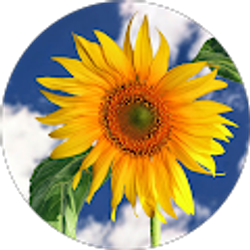 Profile photo of Cathy Wing