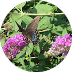 Profile photo of Darlene Justice