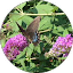 Profile photo of Darlene Justice