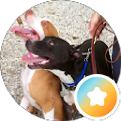 Profile photo of the doggie inn Lisa Anne Stella