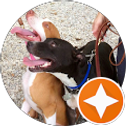 Profile photo of the doggie inn Lisa Anne Stella