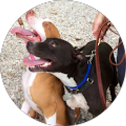 Profile photo of the doggie inn Lisa Anne Stella