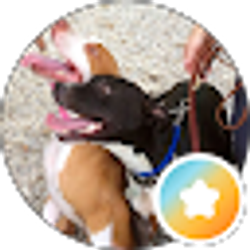 Profile photo of the doggie inn Lisa Anne Stella