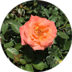 Profile photo of Madison Kincaid