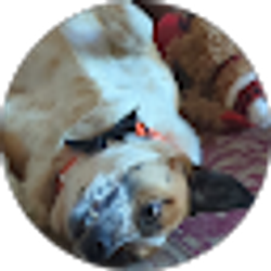 Profile photo of Mike Schmid