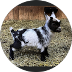 Profile photo of matt sefried