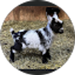 Profile photo of matt sefried