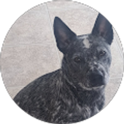 Profile photo of Chance Goulet