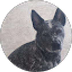 Profile photo of Chance Goulet