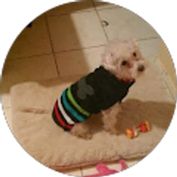 Profile photo of Jose Ortiz