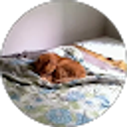 Profile photo of Howard Savage