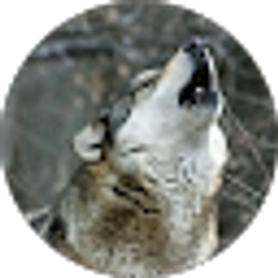 Profile photo of Wolf Pack