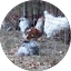 Profile photo of sara rud