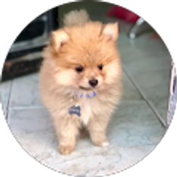 Profile photo of Thespeeder 234