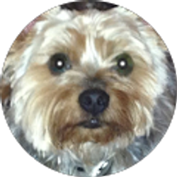 Profile photo of Tracy Jenkins