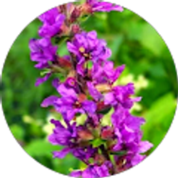 Profile photo of Diane Goodwin