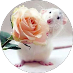 Profile photo of dla rosa