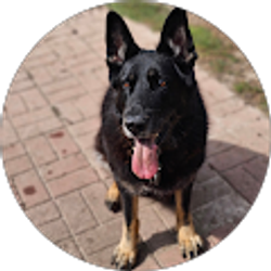 Profile photo of Anthony Fiorenza