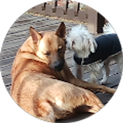 Profile photo of Joseph Lynch