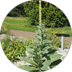 Profile photo of Adela Moreno