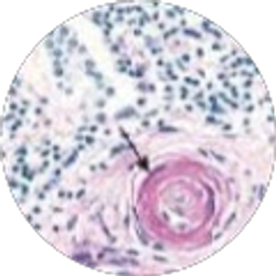 Profile photo of Shailendra Sharma