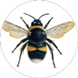 Profile photo of Mario Brinas