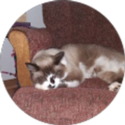 Profile photo of Raija Budimlija