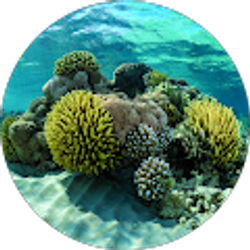 Profile photo of Ronaldo Medina