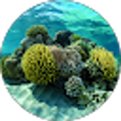 Profile photo of Ronaldo Medina