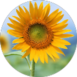 Profile photo of Karen Evans