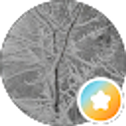Profile photo of Miriam Alanis